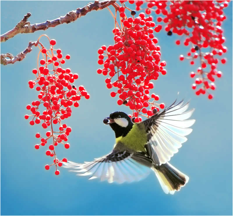 Beautiful Bird Photography by John and Fish