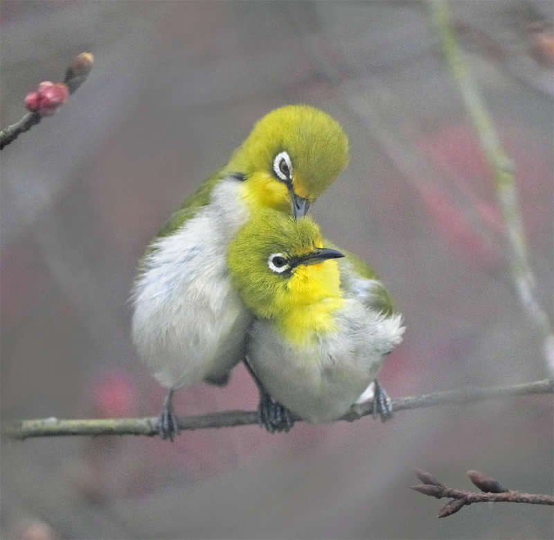 Beautiful Bird Photography by John and Fish