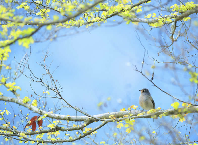Beautiful Bird Photography by John and Fish