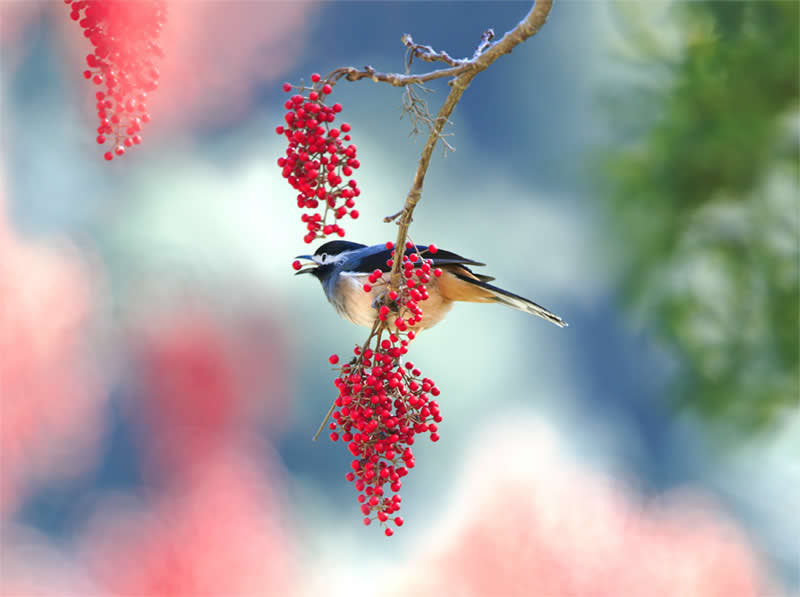 Beautiful Bird Photography by John and Fish
