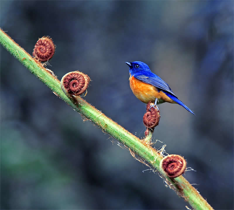 Beautiful Bird Photography by John and Fish