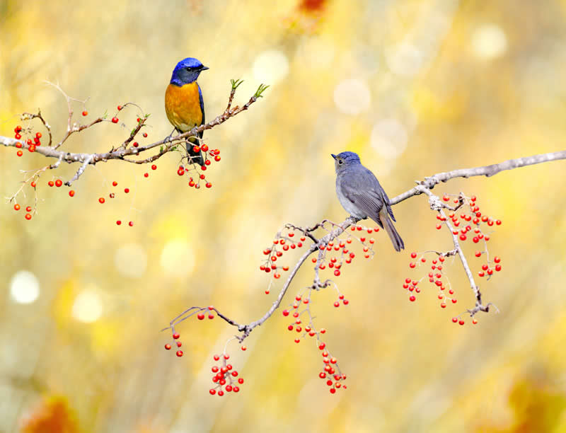 Beautiful Bird Photography by John and Fish