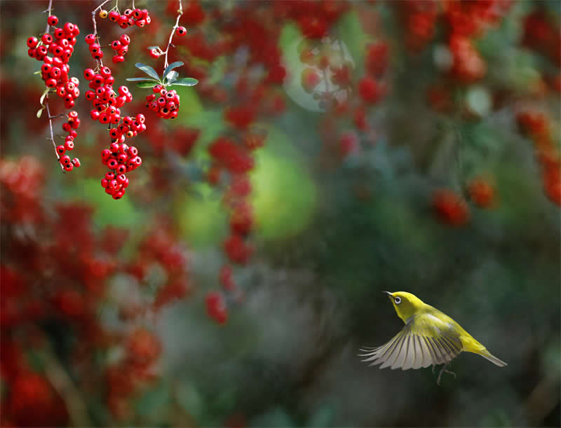 Beautiful Bird Photography by John and Fish