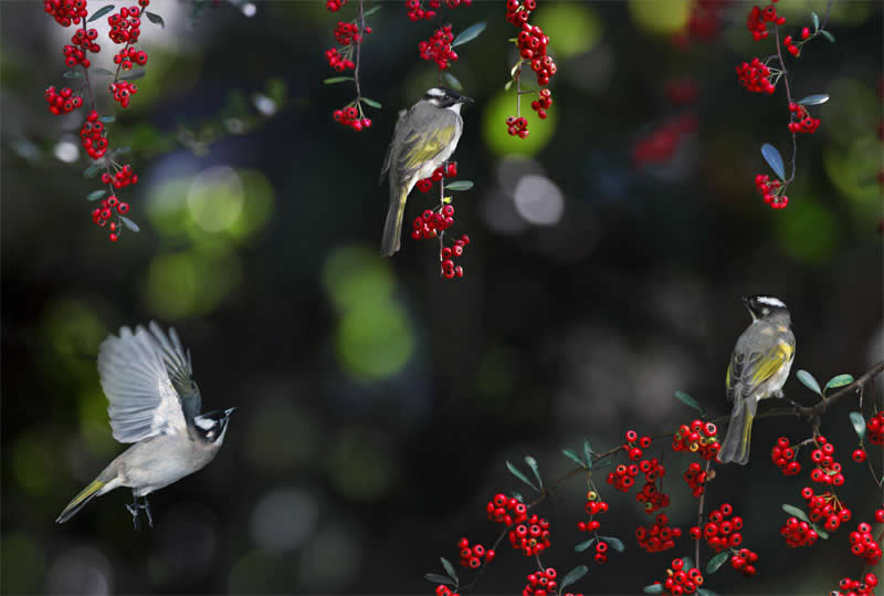 Beautiful Bird Photography by John and Fish