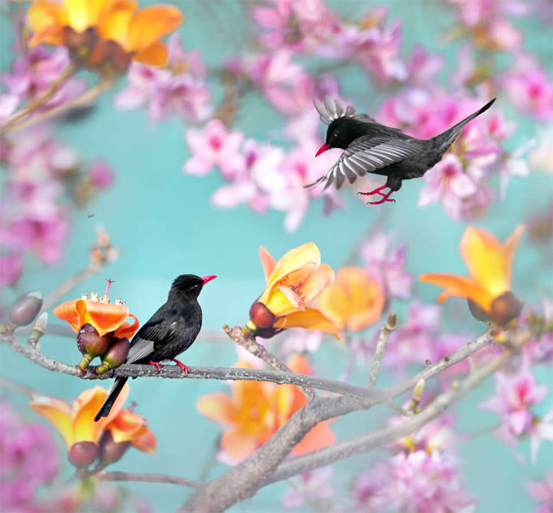 Beautiful Bird Photography by John and Fish