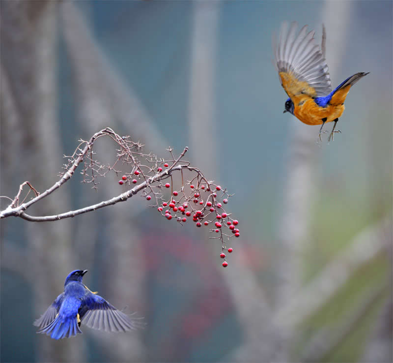 Beautiful Bird Photography by John and Fish
