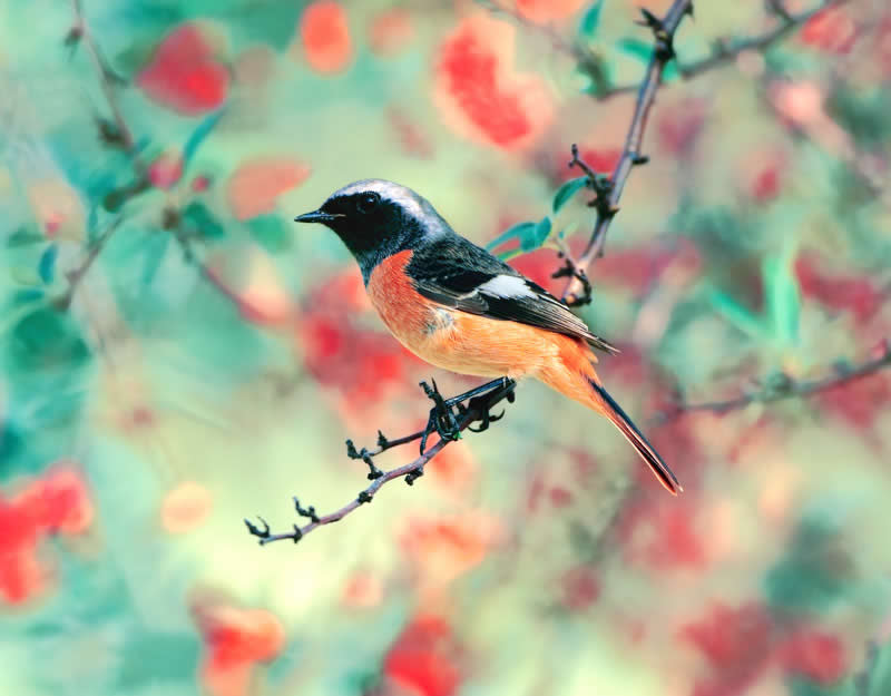Beautiful Bird Photography by John and Fish