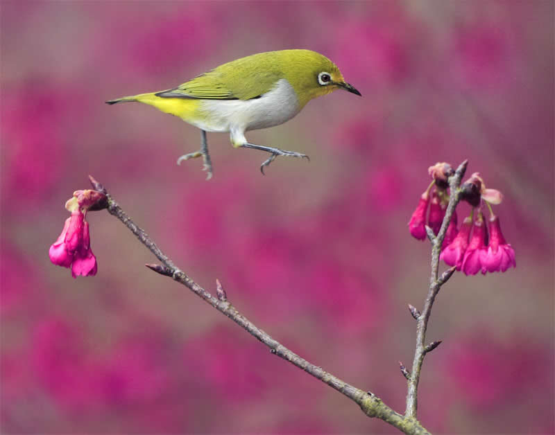 Beautiful Bird Photography by John and Fish