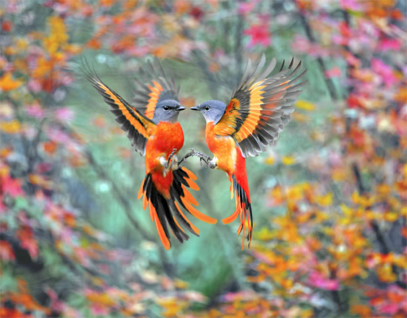 Beautiful Bird Photography by John and Fish