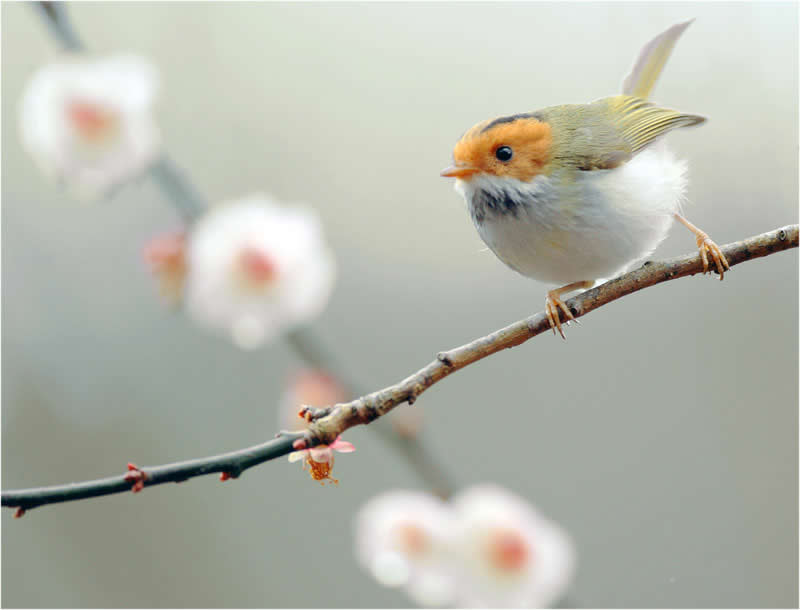 Beautiful Bird Photography by John and Fish