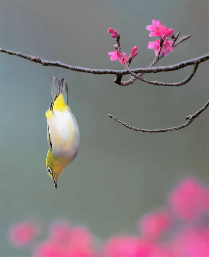 Beautiful Bird Photography by John and Fish
