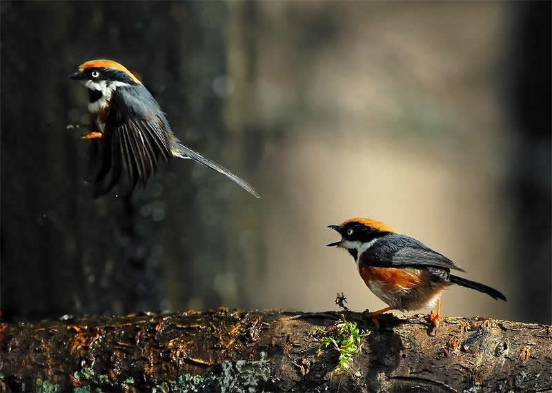 Beautiful Bird Photography by John and Fish