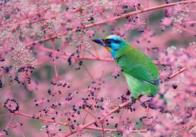 Beautiful Bird Photography by John and Fish