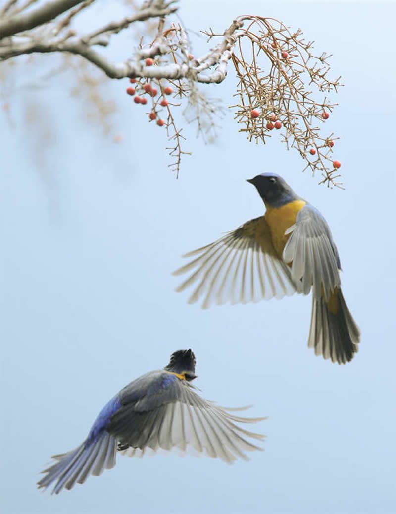 Beautiful Bird Photography by John and Fish