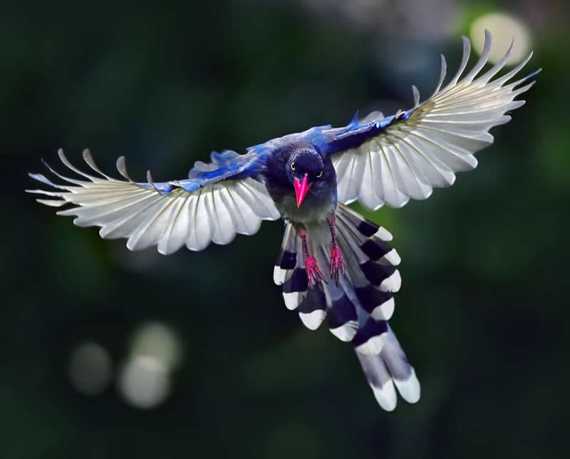 Beautiful Bird Photography by John and Fish