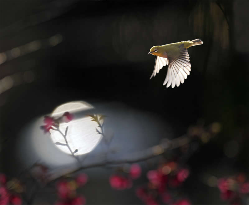 Beautiful Bird Photography by John and Fish