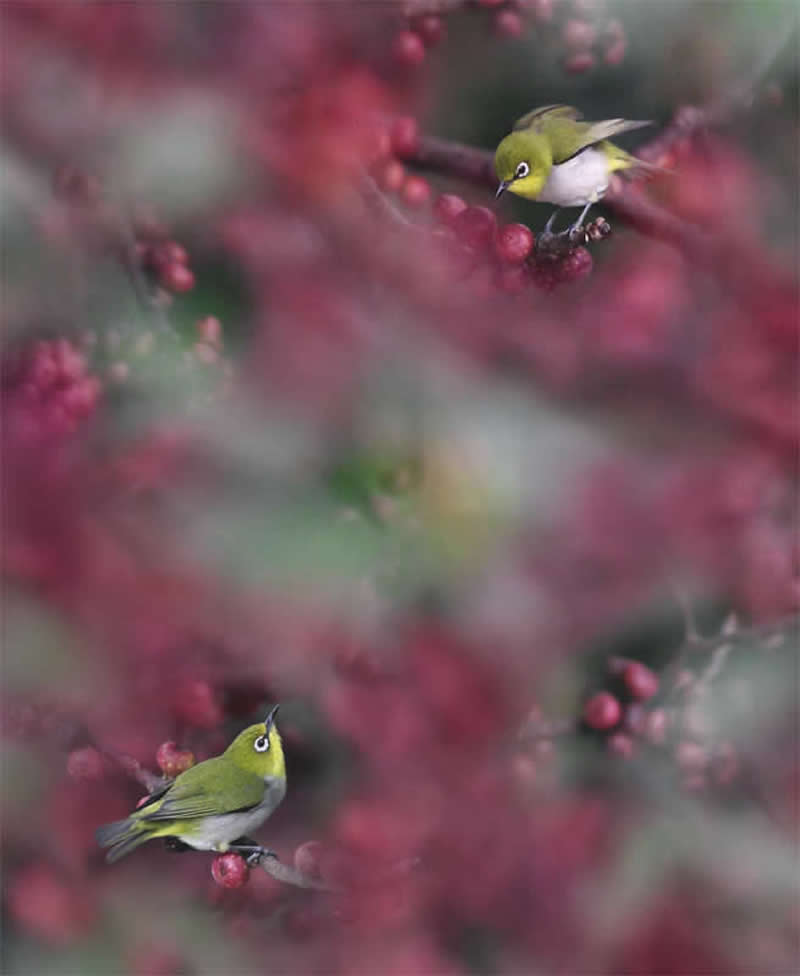 Beautiful Bird Photography by John and Fish