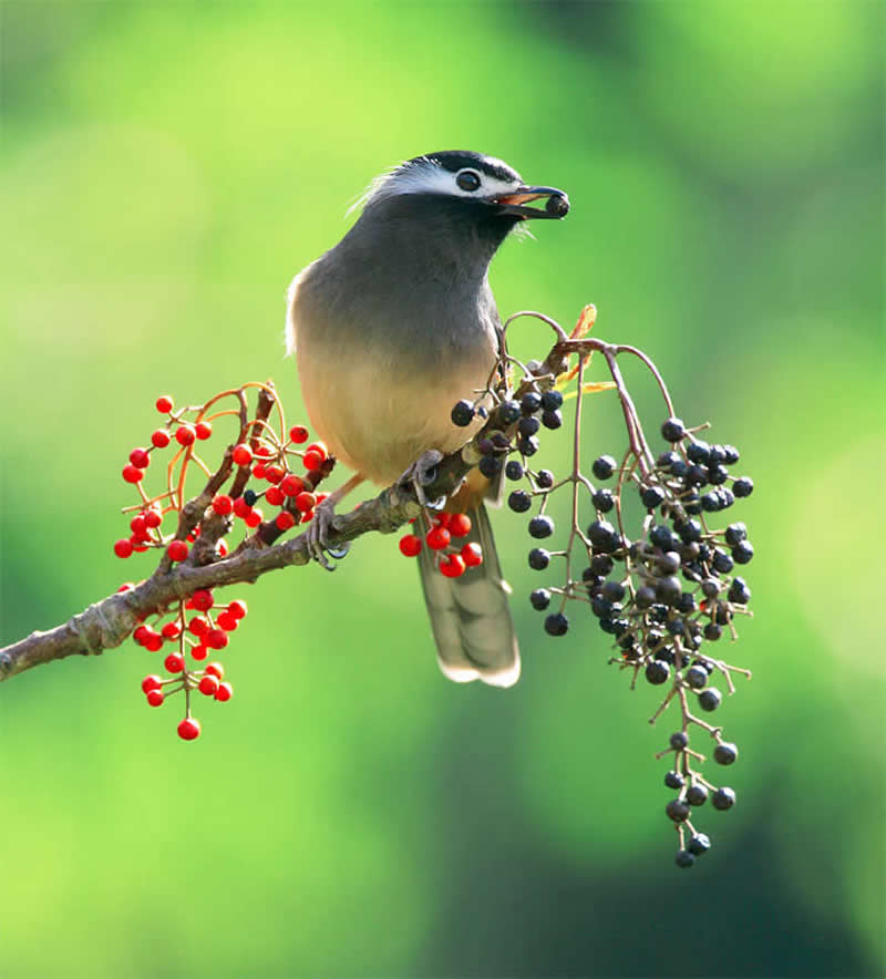 Beautiful Bird Photography by John and Fish