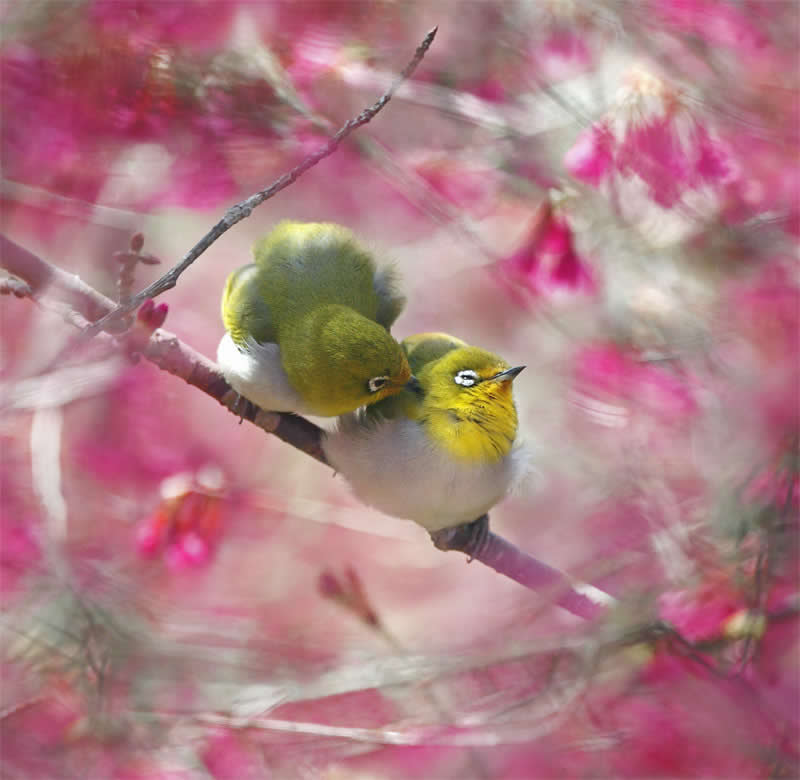Beautiful Bird Photography by John and Fish
