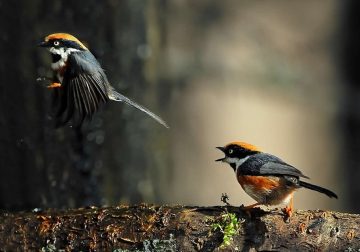 Beautiful Bird Photography by John and Fish