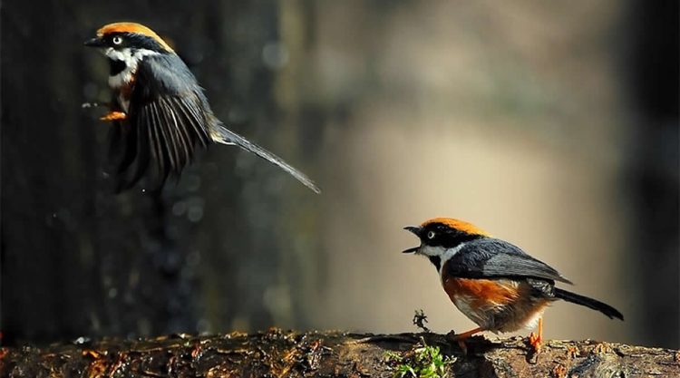 Beautiful Bird Photography by John and Fish