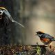 Beautiful Bird Photography by John and Fish