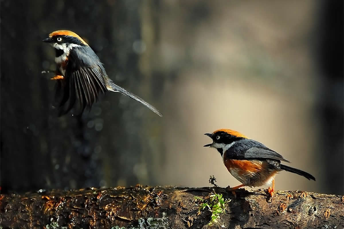 Beautiful Bird Photography by John and Fish