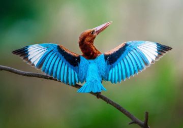 Enchanting Bird Photos by Amit Mazumder
