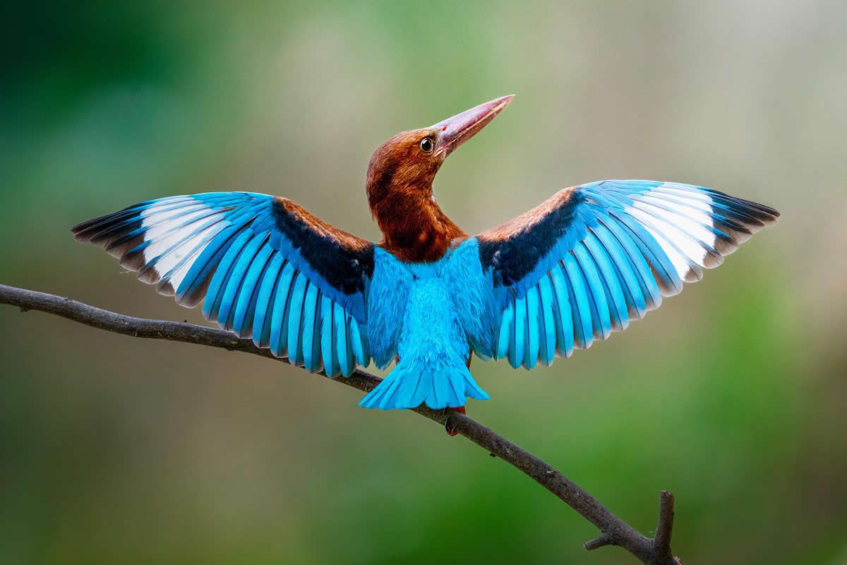 30 Enchanting Bird Photos by Amit Mazumder That Capture the Poetry of Nature