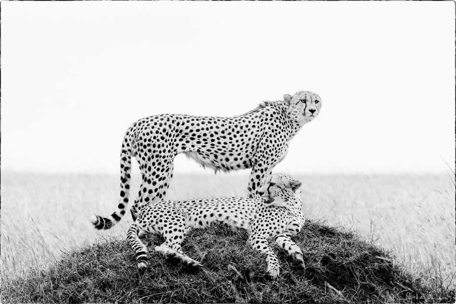 Black and White Wildlife Photography by Peter Delaney