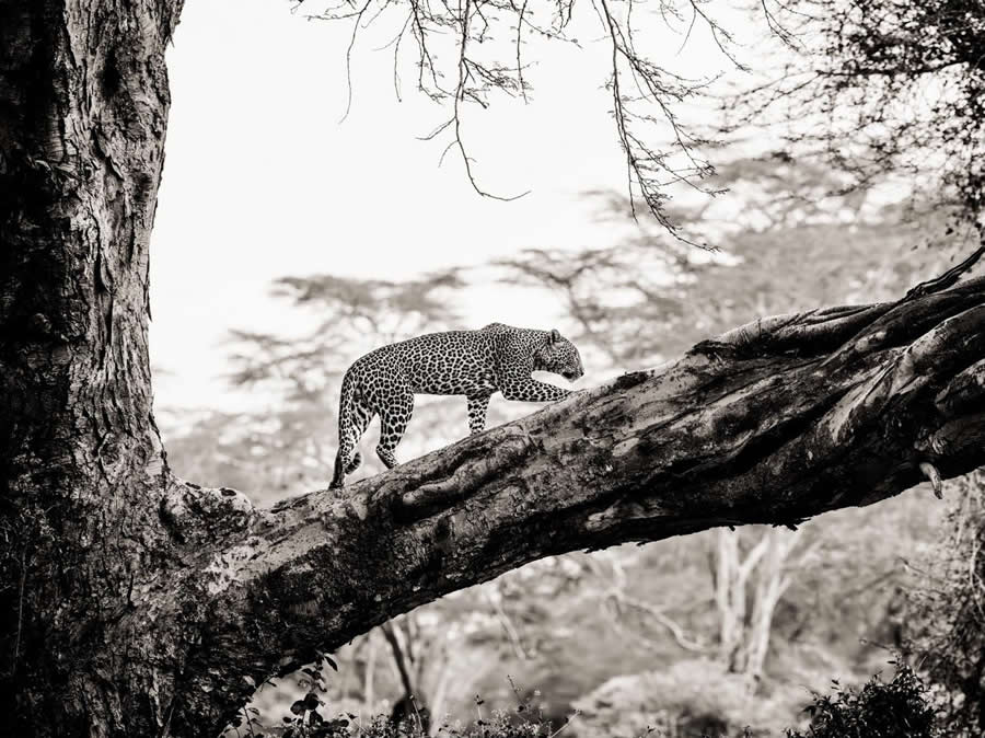Black and White Wildlife Photography by Peter Delaney