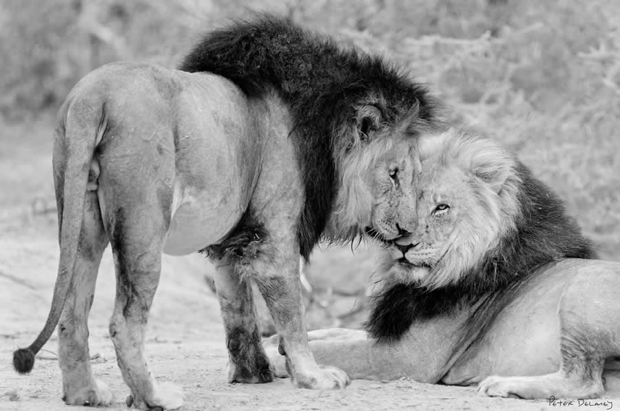 Black and White Wildlife Photography by Peter Delaney