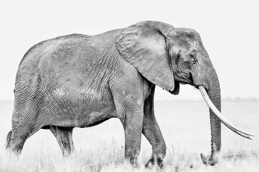 Black and White Wildlife Photography by Peter Delaney