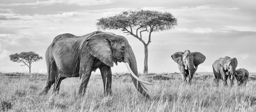 Black and White Wildlife Photography by Peter Delaney