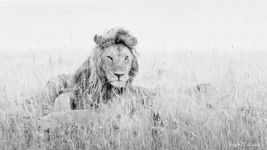 Black and White Wildlife Photography by Peter Delaney