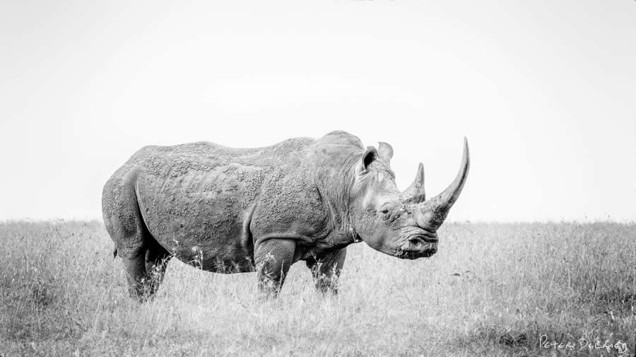 Black and White Wildlife Photography by Peter Delaney