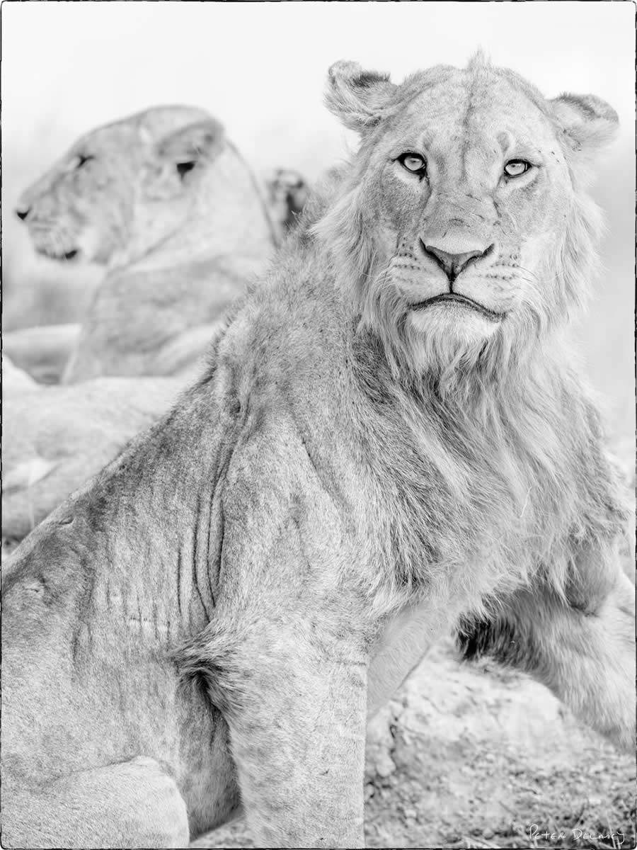 Black and White Wildlife Photography by Peter Delaney