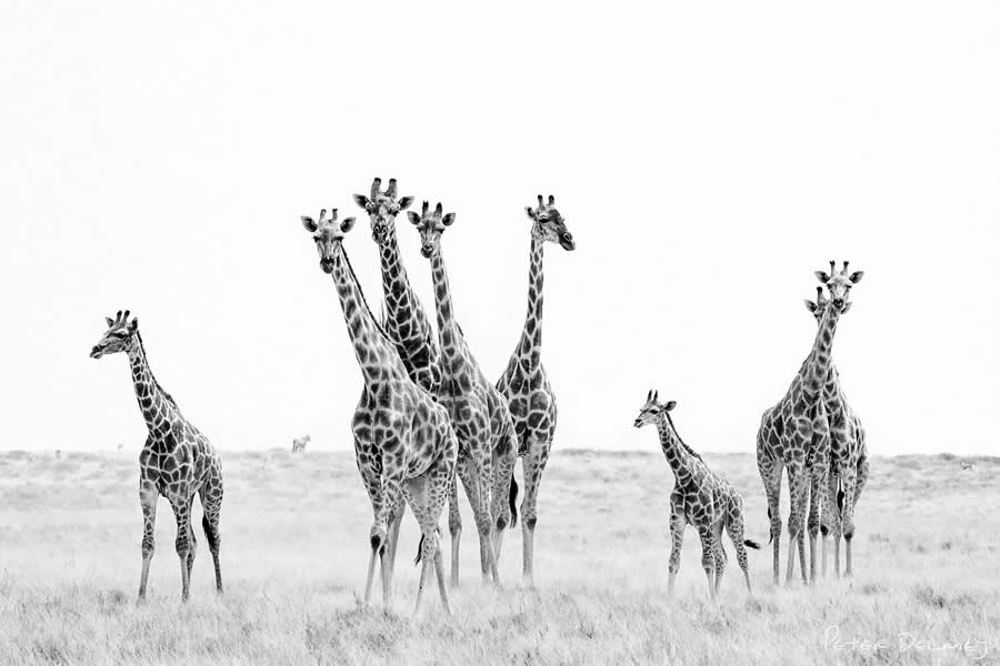 Black and White Wildlife Photography by Peter Delaney