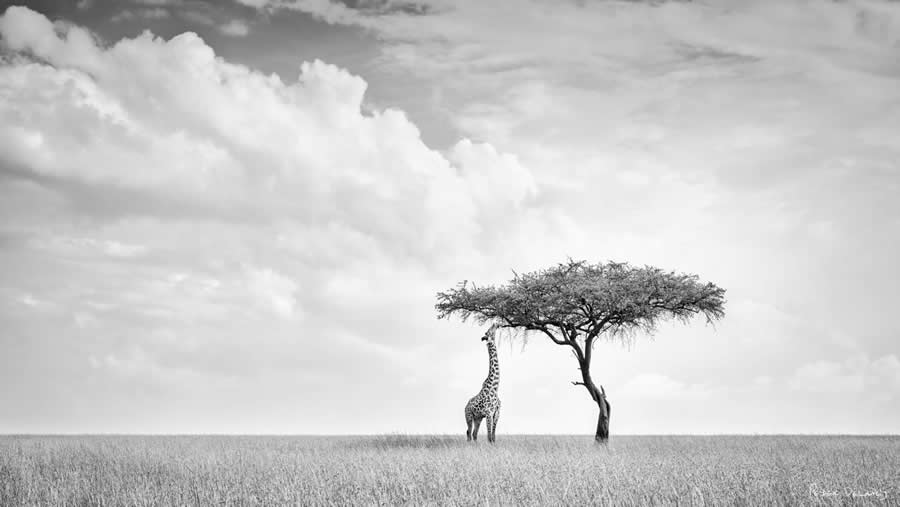 Black and White Wildlife Photography by Peter Delaney