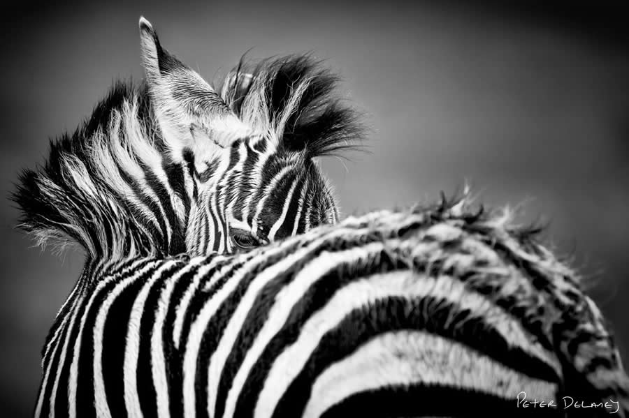 Black and White Wildlife Photography by Peter Delaney
