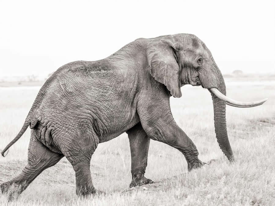 Black and White Wildlife Photography by Peter Delaney
