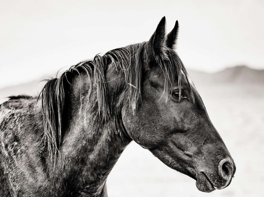 Black and White Wildlife Photography by Peter Delaney