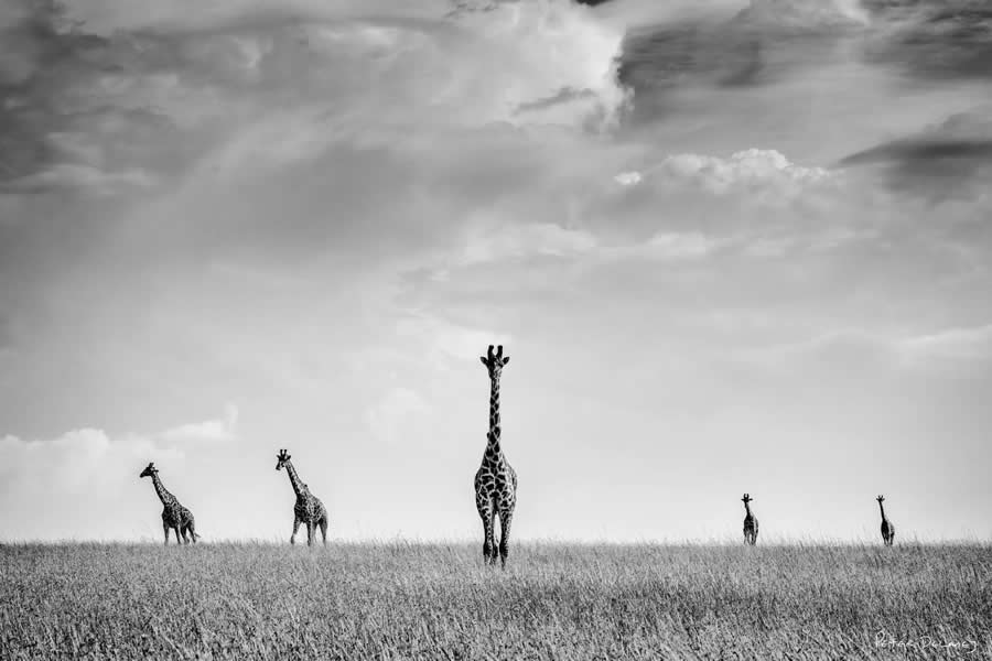 Black and White Wildlife Photography by Peter Delaney