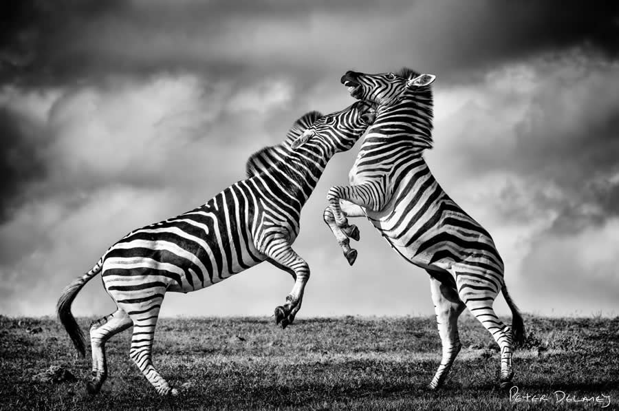 Black and White Wildlife Photography by Peter Delaney