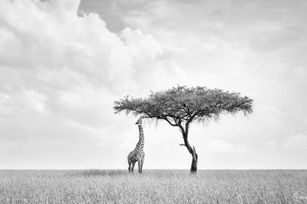 Black and White Wildlife Photography by Peter Delaney