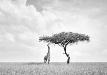 Black and White Wildlife Photography by Peter Delaney