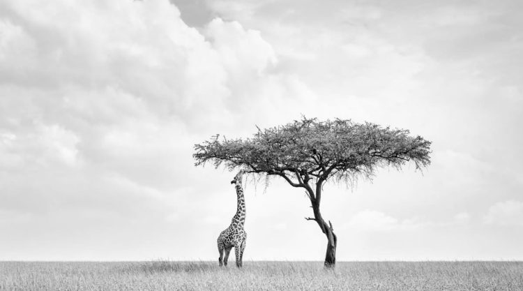 Black and White Wildlife Photography by Peter Delaney