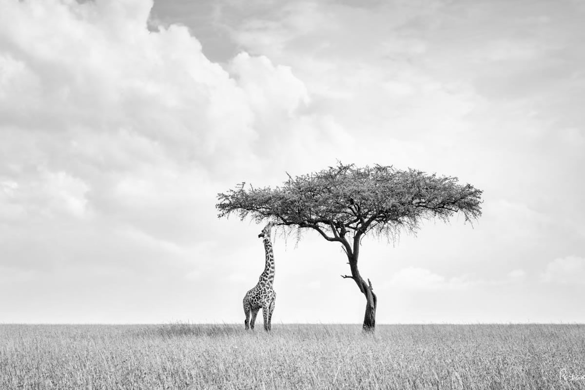 Black and White Wildlife Photography by Peter Delaney