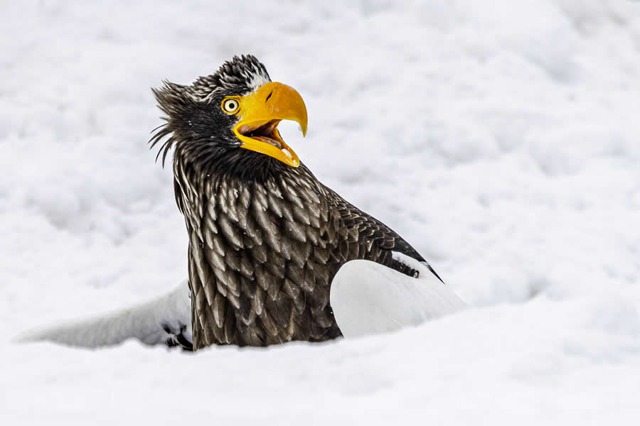 10 Hilarious Best Entries from the 2025 Comedy Wildlife Awards So Far!