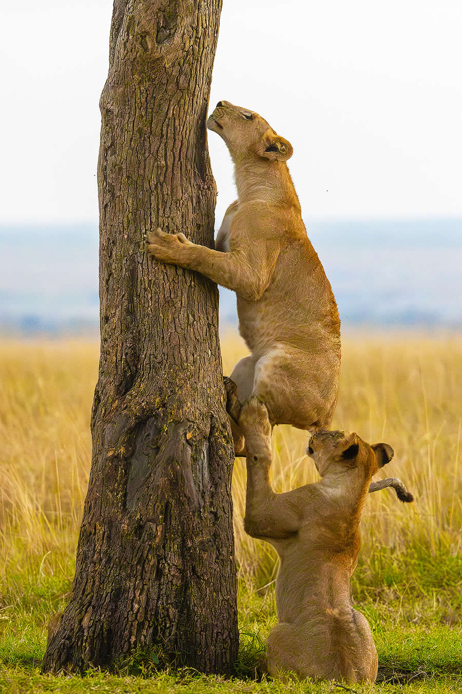 2025 Comedy Wildlife Awards Best Entries